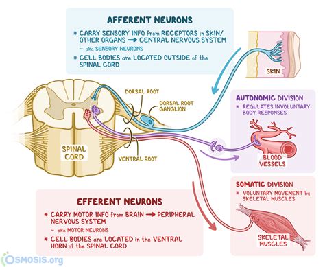 Afferent and efferent neurons refers to different types of neurons that make up the sensory and ...