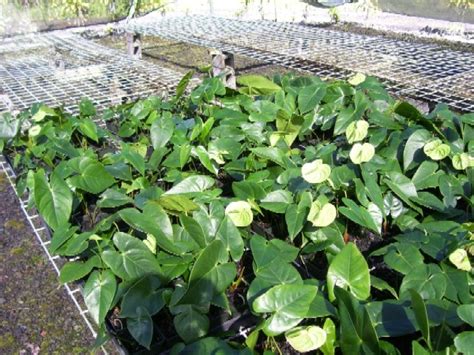 Green Anthurium aka Midori Anthurium Plants