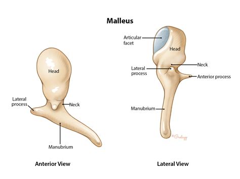 Middle Ear & Mastoid – Oto Surgery Atlas