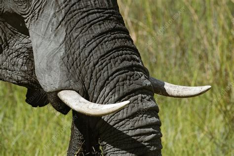 African elephant tusks - Stock Image - C003/0188 - Science Photo Library