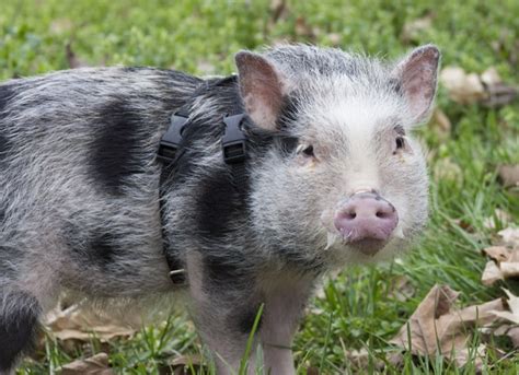 The Guide to Owning a Potbellied Pig – Pet Travel Questions