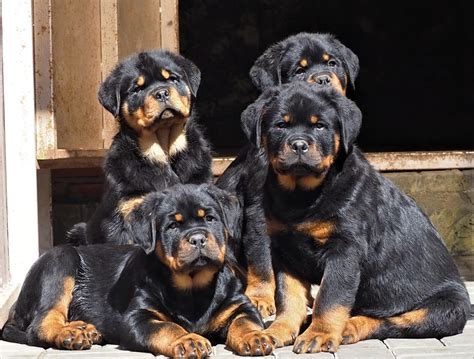 Images Of Rottweiler Puppies