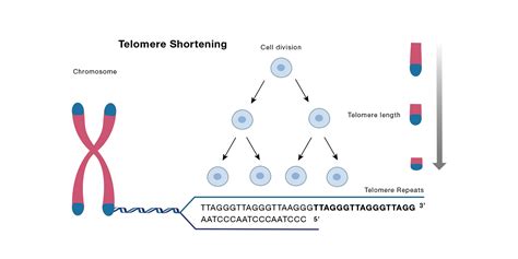 Cell Process: What role do the telomeres play in senescence?