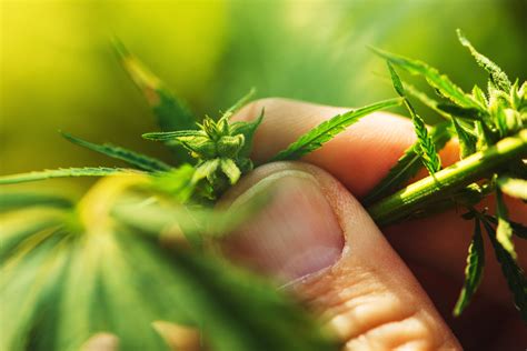 Cannabis Hybrids: Everything you need to know - seedpedia.net