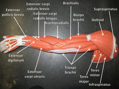 Bicep Muscle Model