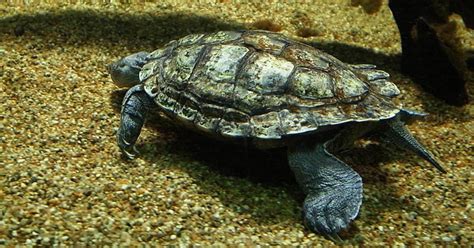 Mississippi Map Turtle (Graptemys pseudogeographica kohni) - All Turtles