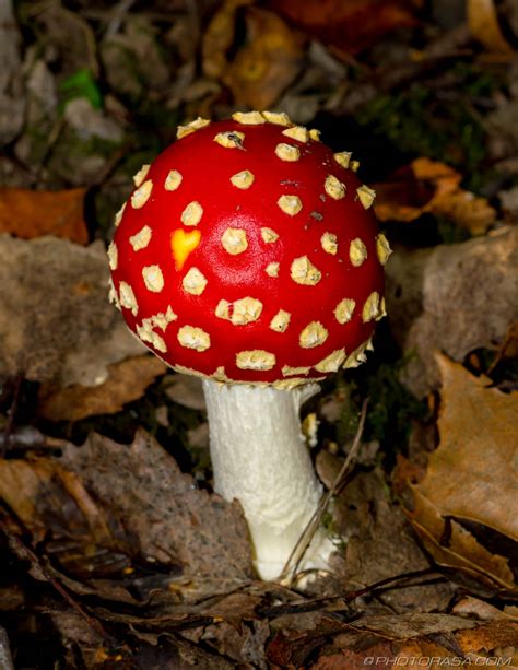 Fly Agaric Red and White Mushroom - Photorasa Free HD Photos