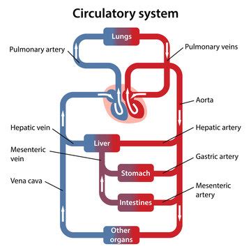 Human Circulatory System Diagram Labeled Basic