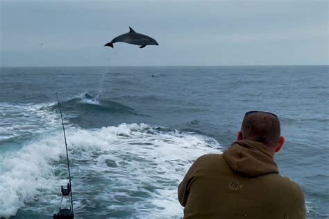 Largest Dolphin leap ever recorded in Brighton and Sussex