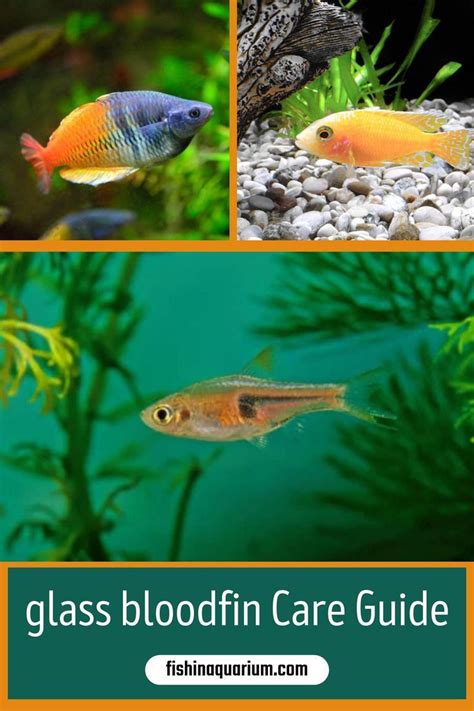 Glowlight Danio Care Guide for Beginners | Fishinaquarium | Glowlight, Cute fish, Fish pet