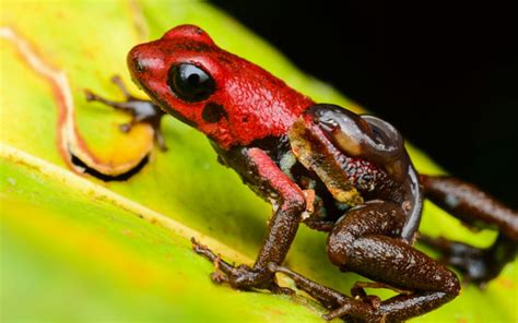 Sapos y ranas mexicanos, más que simples anfibios - México Desconocido