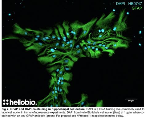 DAPI | Counterstain, DNA stain| Hello Bio