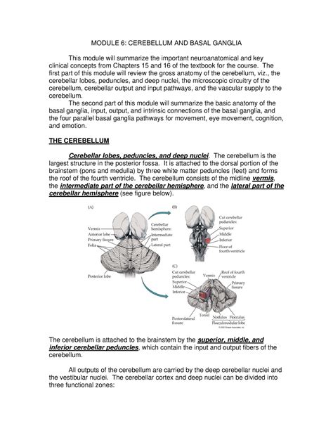 Cerebellum and basal ganglia - MODULE 6: CEREBELLUM AND BASAL GANGLIA ...