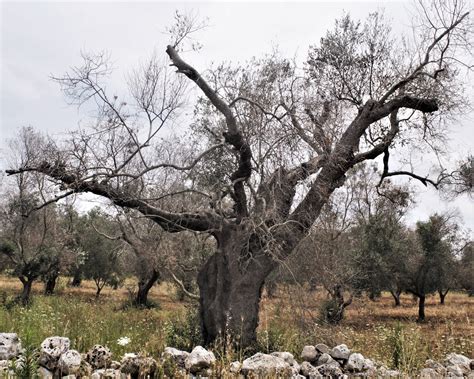 From Bad to Dead: 2 Years Later, Southern Italy’s Olive Groves Turn Into Ghostly Places ...