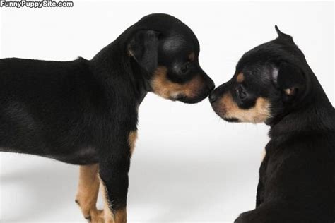 Puppy Kiss - funnypuppysite.com