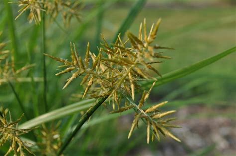 Yellow Nutsedge Facts: Identifying And Managing Yellow Nutsedge