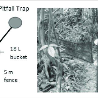 The design of the fenced-pitfall trap. | Download Scientific Diagram