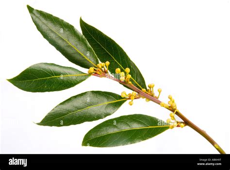 Bay leaves laurus nobilis Stock Photo - Alamy