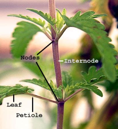 Lateral Meristem Definition, Types & Functions - Video & Lesson ...