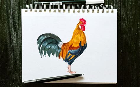 How to Draw a Rooster - Our Fun Cockerel Drawing Tutorial