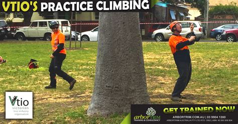 Victorian Tree Climbing Championships | Practice | Arbortrim Training