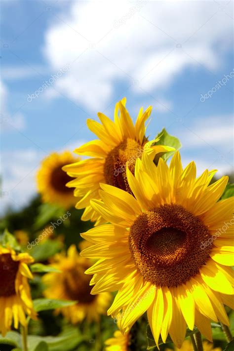 Beautiful landscape with sunflower field — Stock Photo © zoomteam #25233829