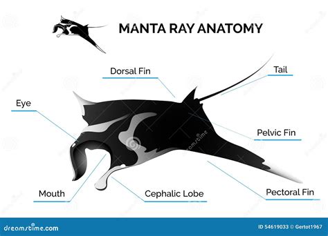 Manta Ray Anatomy stock vector. Illustration of cetacea - 54619033