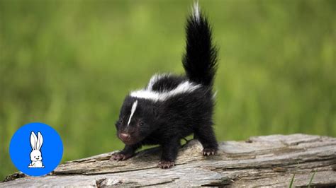 Baby Skunks Trying To Spray - Funniest Compilation - YouTube