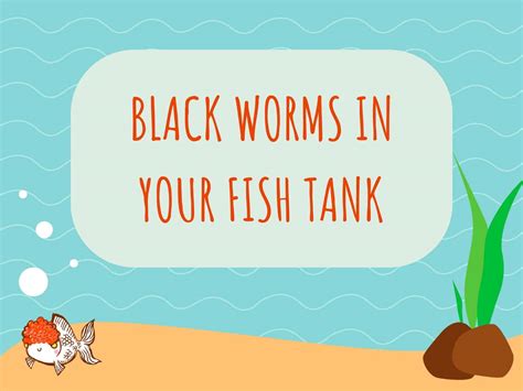 Black Worms in the Fish Tank – Identification and Solutions