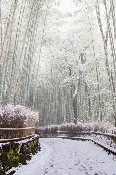 [OC] Arashiyama Bamboo Grove - Kyoto : r/japanpics