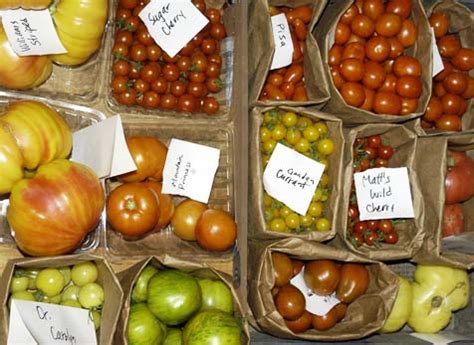 Tomato Varieties: Finding the Right Heirloom Tomato Seeds | Southern Exposure Seed Exchange