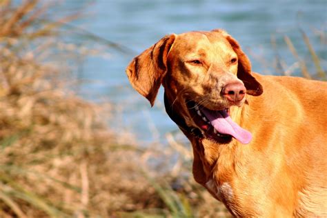 Free Images : water, pets, dogs, vertebrate, chesapeake bay retriever, dog like mammal 3322x2200 ...