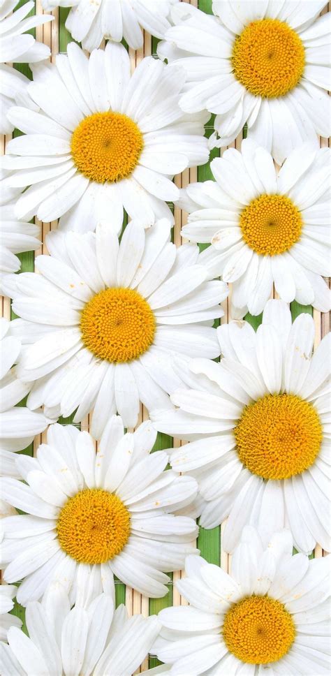 Daisies Wallpaper - Wallpaper Sun