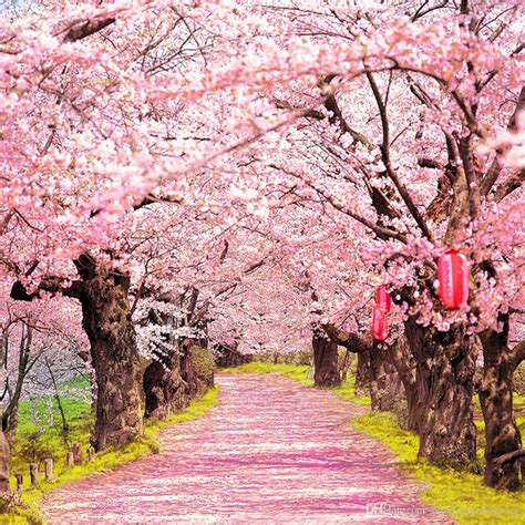 National Cherry Blossom Festival - An Enduring Celebration of ...