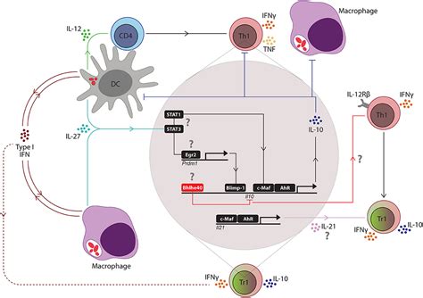 Frontiers | The Role of IL-10 in Malaria: A Double Edged Sword