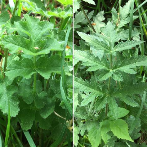 Common Hogweed – Identification, Edibility, Distribution – Galloway ...