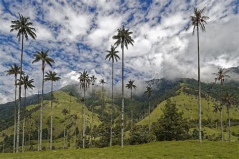 Conseils pour visiter la Vallée du Cocora et observer les palmiers