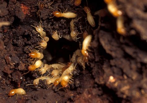 Swarms of termites infest Houston neighborhoods as mating season begins – Houston Public Media