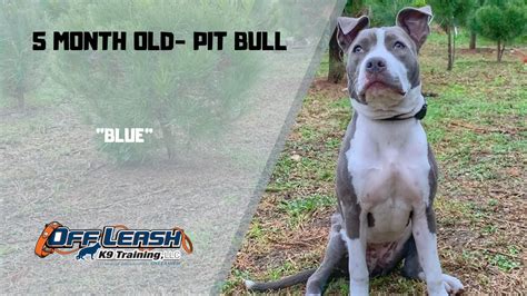 PIT BULL/ DOG TRAINING - YouTube