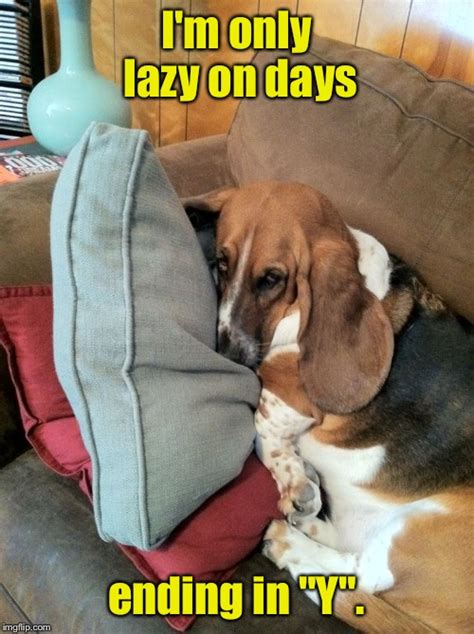 Basset Hound Meme