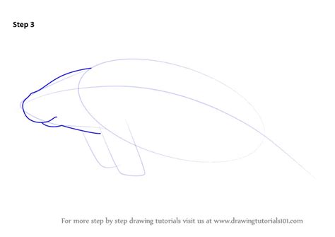 How to Draw a Sea Cow (Marine Mammals) Step by Step | DrawingTutorials101.com