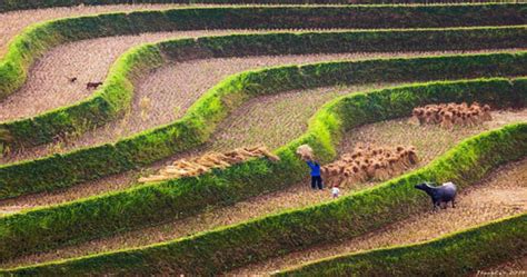 Wonderful rice terraces in Sapa Vietnam