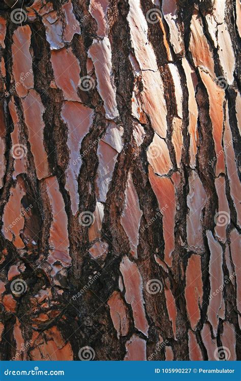 Light Falling Rust Coloured Bark Pine Tree Stock Photos - Free & Royalty-Free Stock Photos from ...