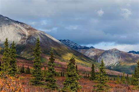 The Denali Road Lottery – Denali National Park