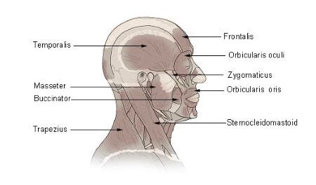 Anatomy of Face & Neck Muscles | Overview & Functions - Video & Lesson Transcript | Study.com