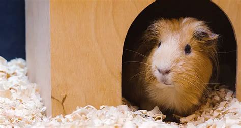 Guinea Pig Sleep: Everything You Need to Know - Pocket Pet Central