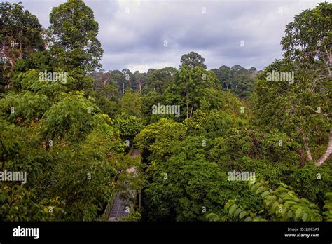 The dense rainforest of Sepilok with Sepilok Canopy Walkway, Sabah, Borneo Stock Photo - Alamy