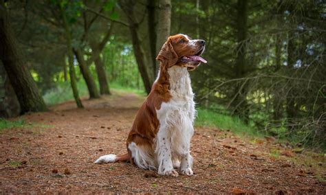 Welsh Springer Spaniel: Characteristics, Care & Photos | BeChewy