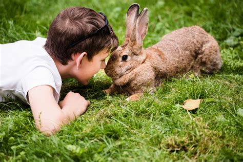 Coelhos: cuidados e curiosidades sobre seus dentes - Odontovet ...