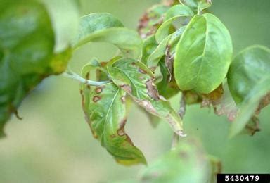 Diseases of Dogwood in North Carolina | NC State Extension Publications